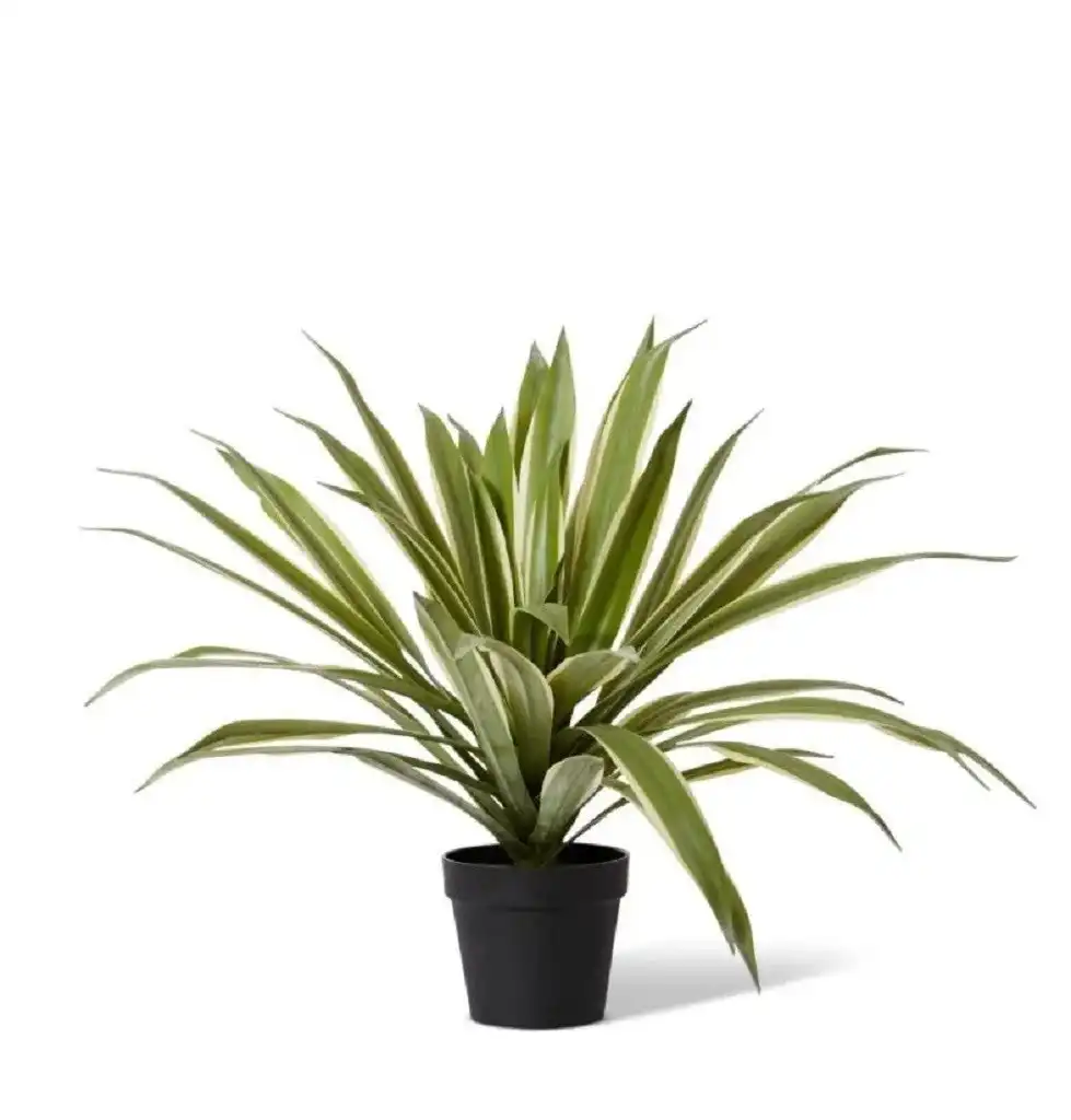 Elme Sisal Agave Potted Variegated 80x80x70cm