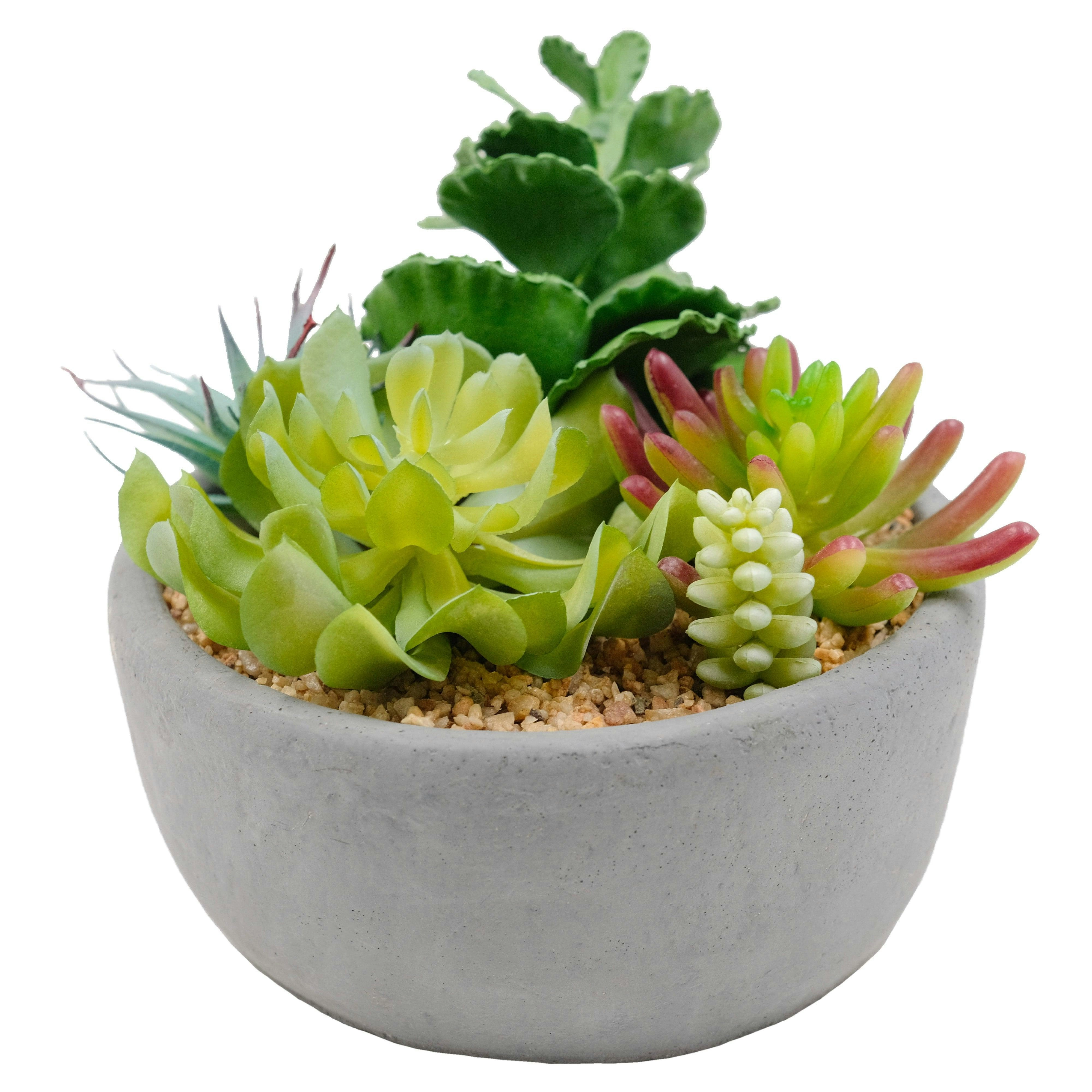 Artificial Succulents Quin In Charcoal Pot 19cm