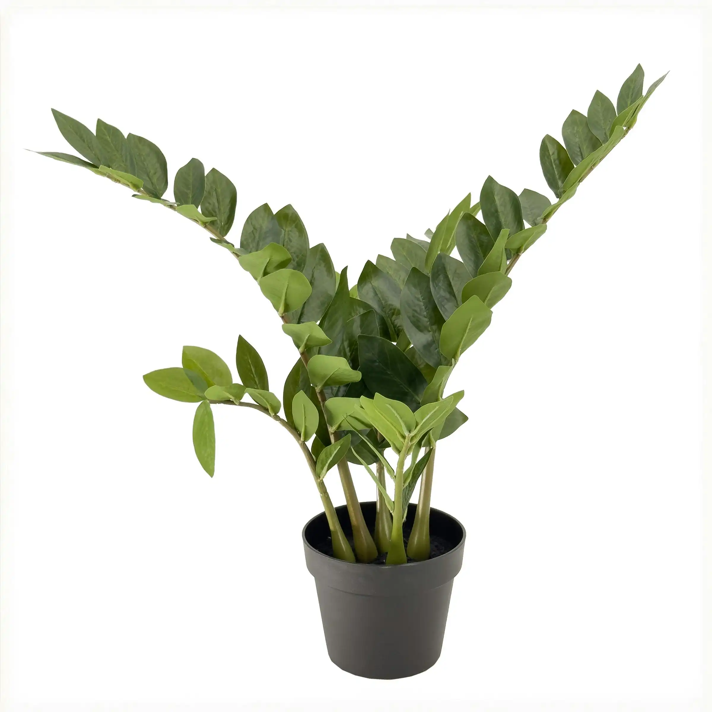 Artificial Plant - ZZ Plant (Zanzibar Plant) - 65cm