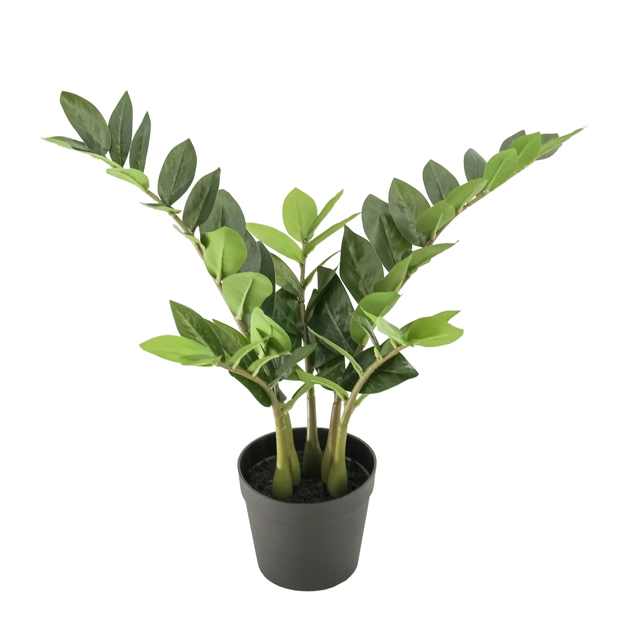 Artificial Plant - ZZ Plant (Zanzibar Plant) - 55cm