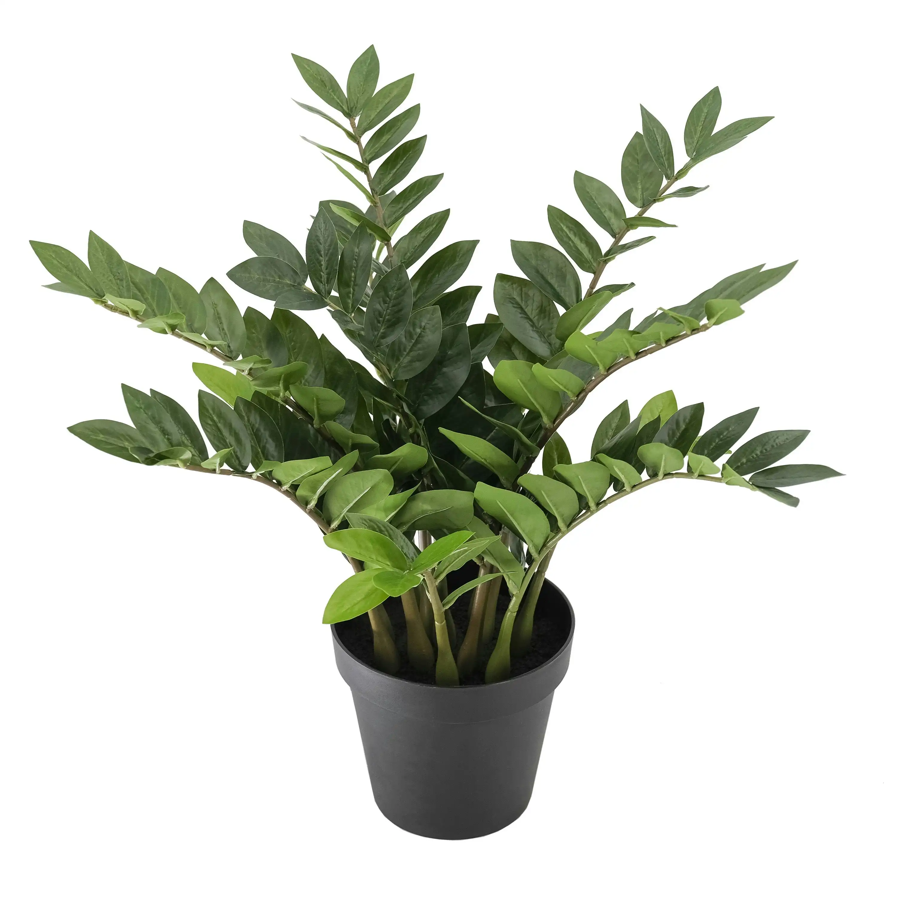 Artificial Plant - ZZ Plant (Zanzibar Plant) - 70cm