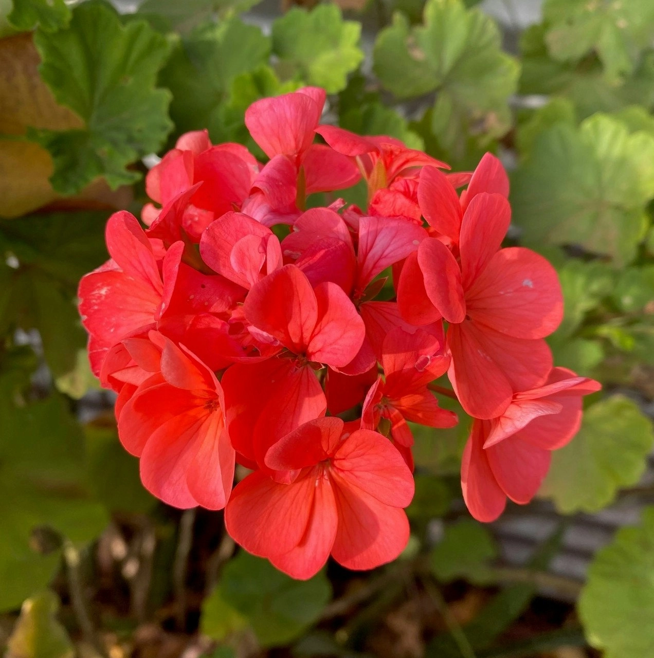 Geranium/Pelargonium Salmon Pink Potted Plants or Cuttings..