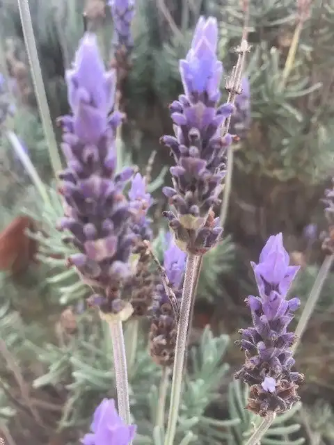 Lavender Plant in Pot Mt Lofty, Potted or Root Stock