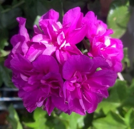 Ivy Geranium 'Lavender Girl'  Cuttings or Potted