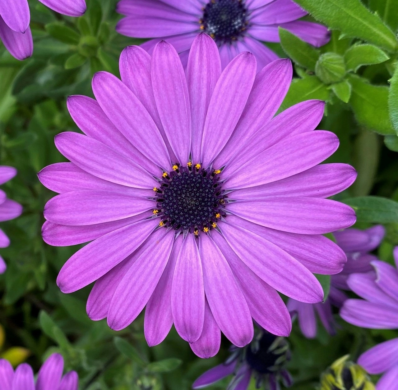 Osteospermum Elite Blue (African Daisy) cuttings or potted