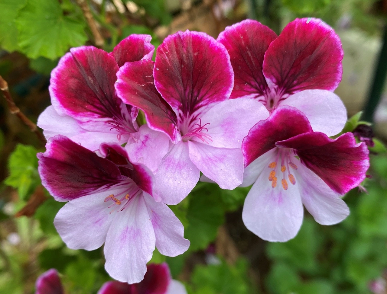 Highton Orissa Angel Pelargonium Live plant Potted..