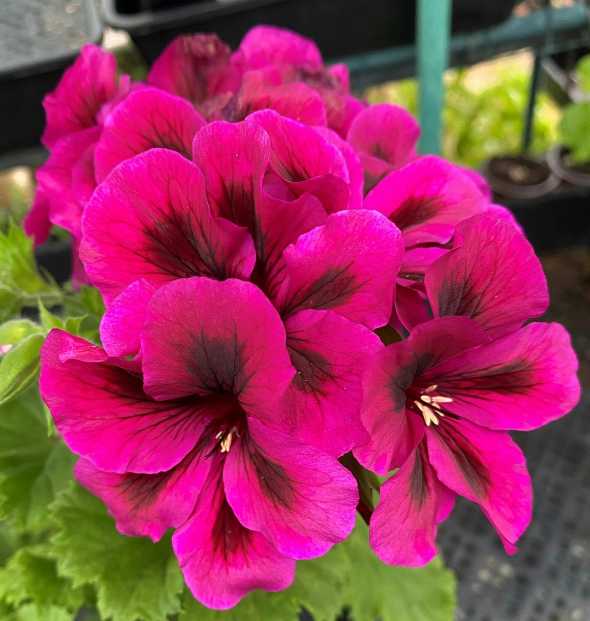 Geranium Oz Azalea cuttings or potted plant..