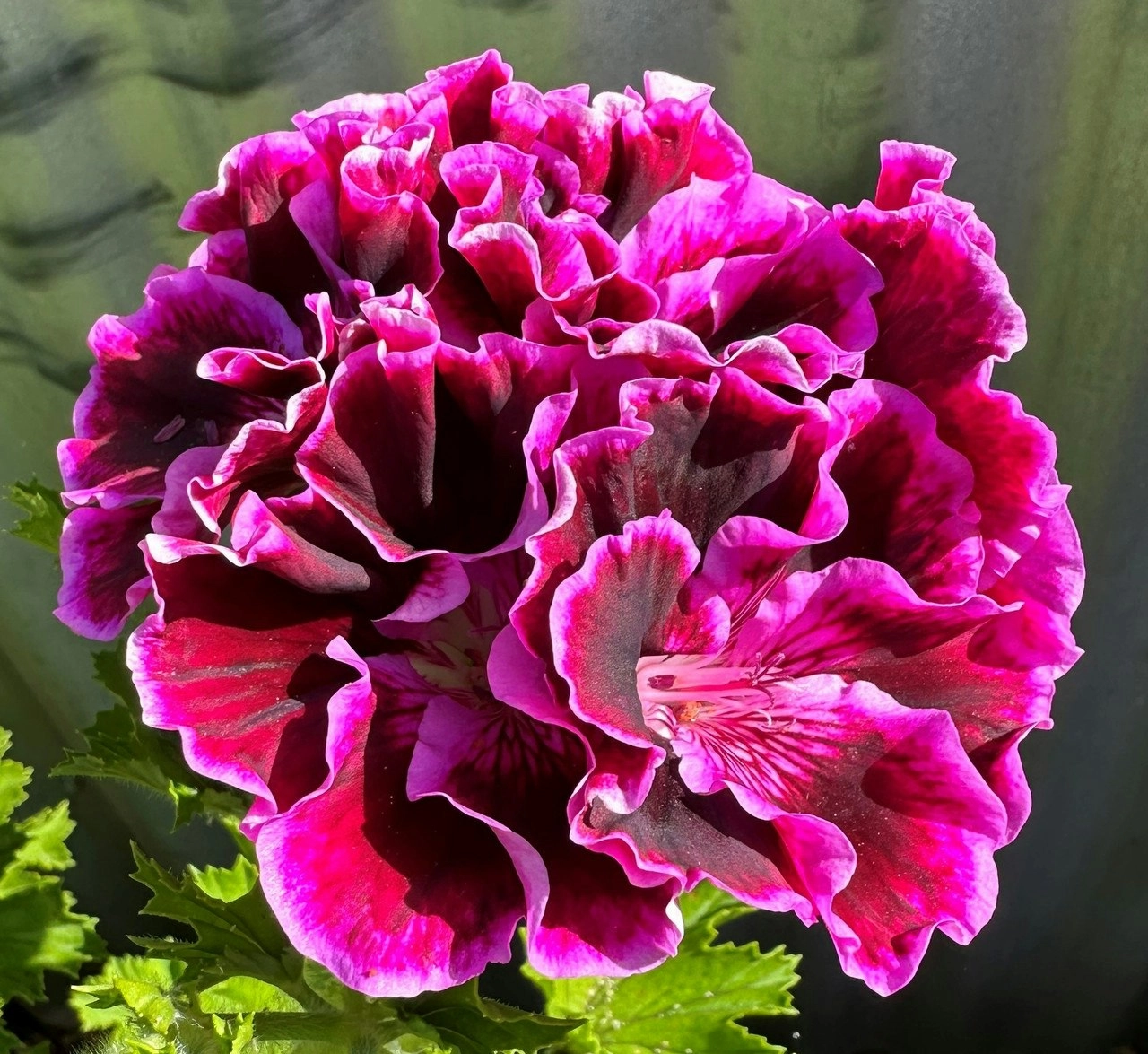 Geranium Regal Rembrandt cuttings or potted plant