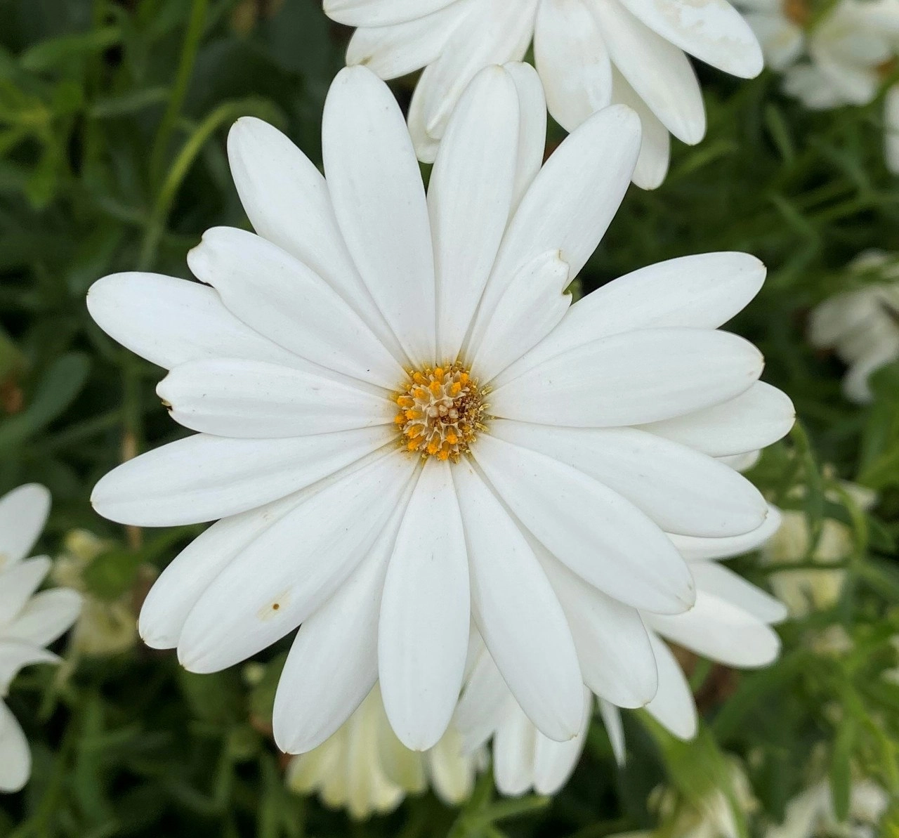 Osteospermum Snow White Live Plant