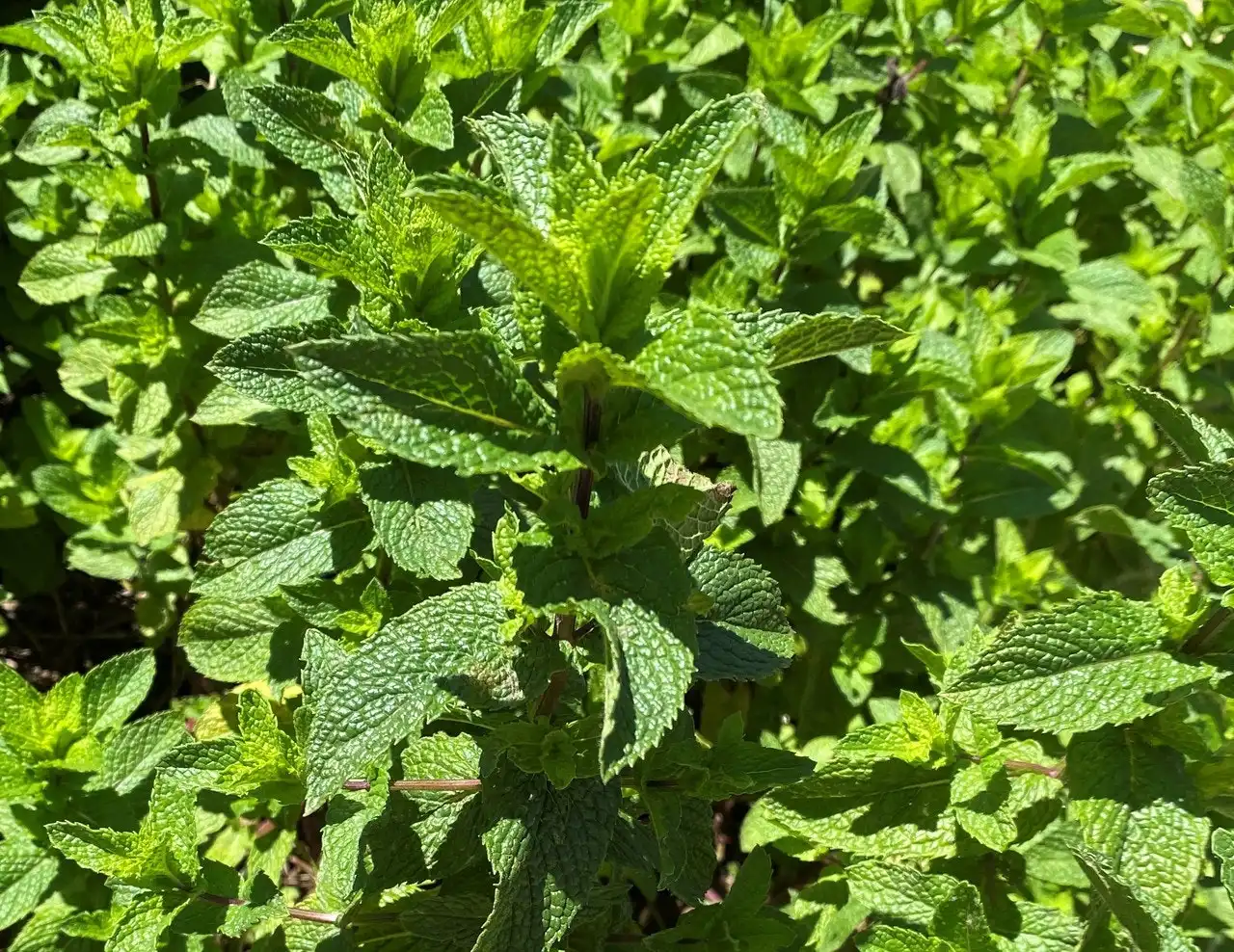 Spearmint Herb Plant, Tube stock or Potted Live Plant