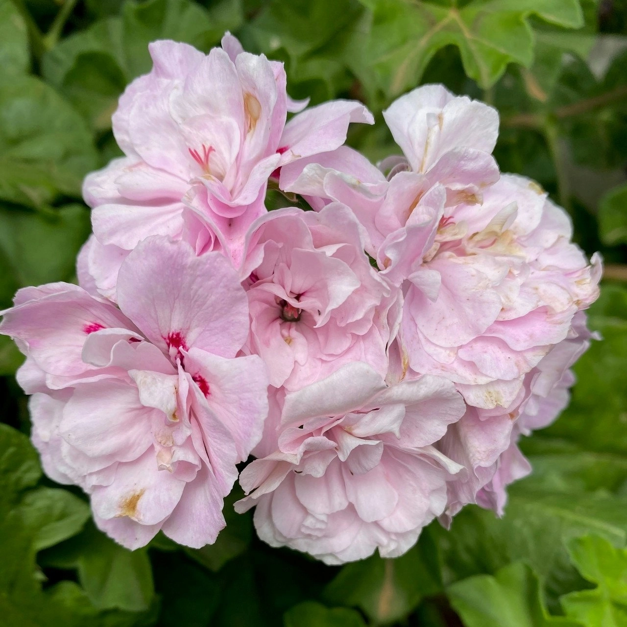 Ivy Geranium Pink Dust Live Cuttings or Potted Plant