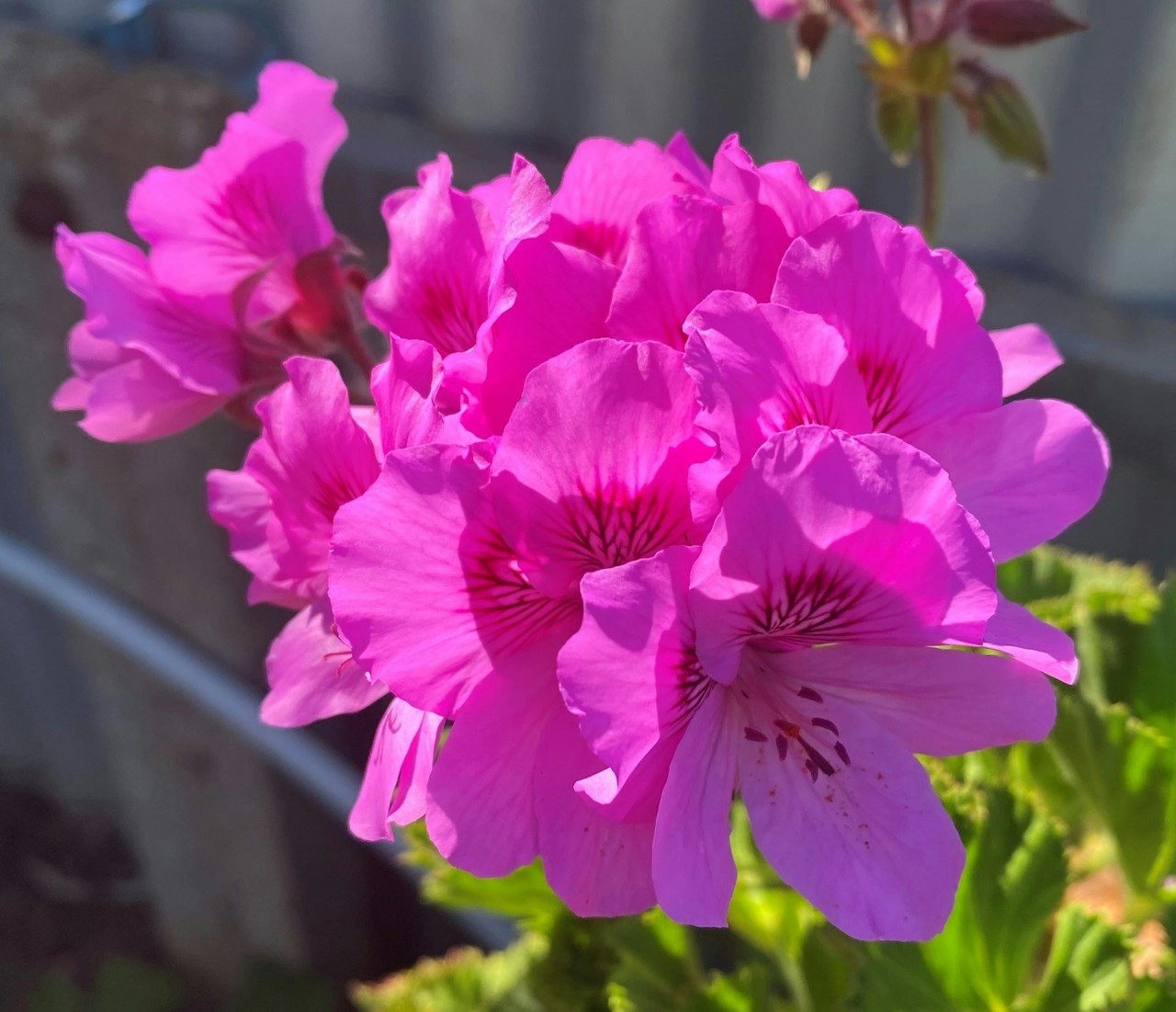 Geranium/Pelargonium Magenta Live Plant Cuttings or Potted