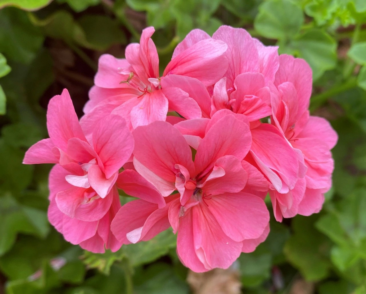 Ivy Geranium Pink Live Tubestock or Potted Plant