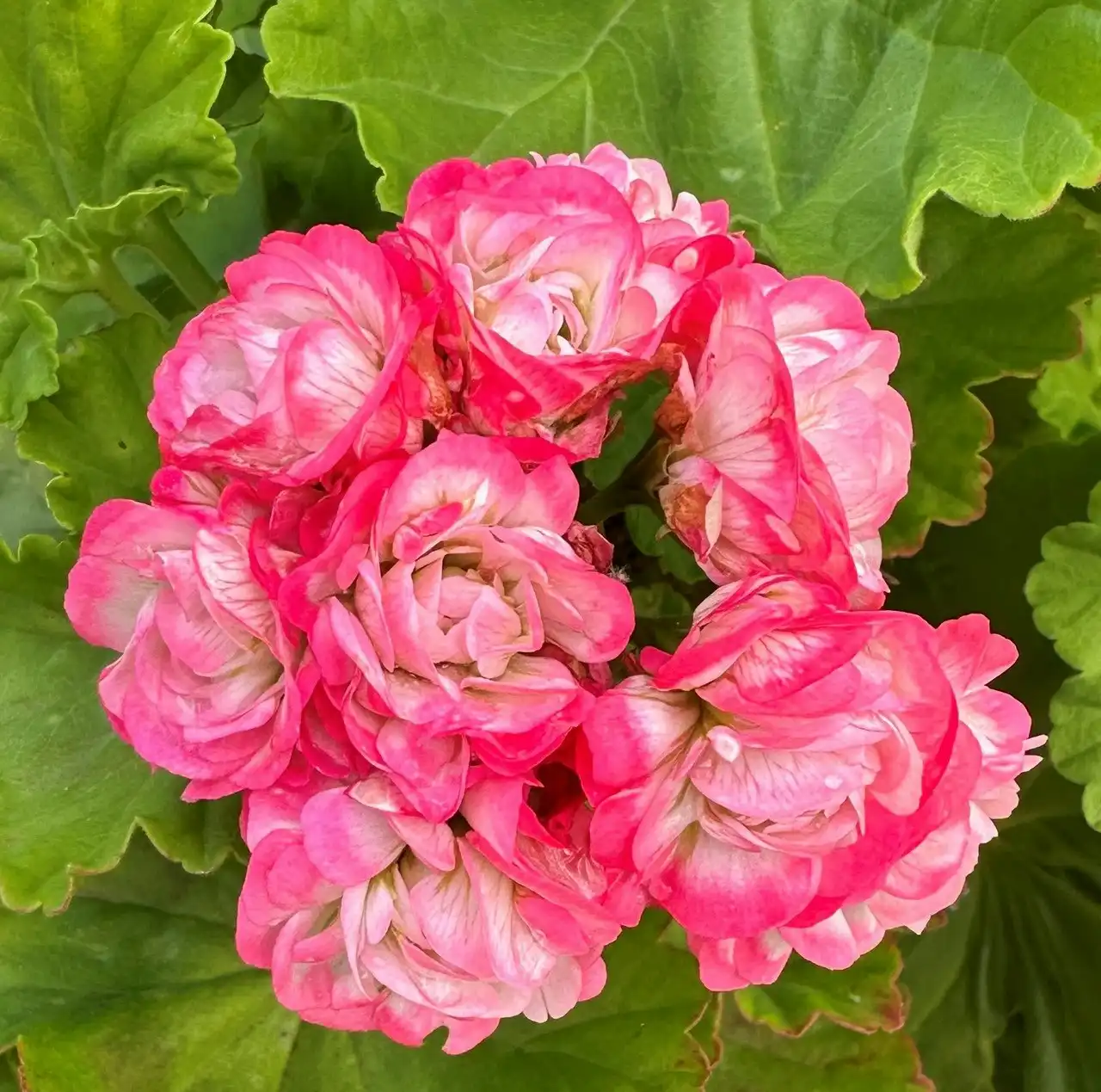 Zonal Geranium Apple Blossom Rosebud Live Plant