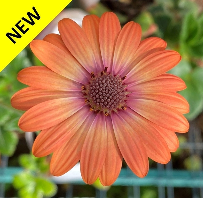 Osteospermum Elite Magic (African Daisy) Live Plant