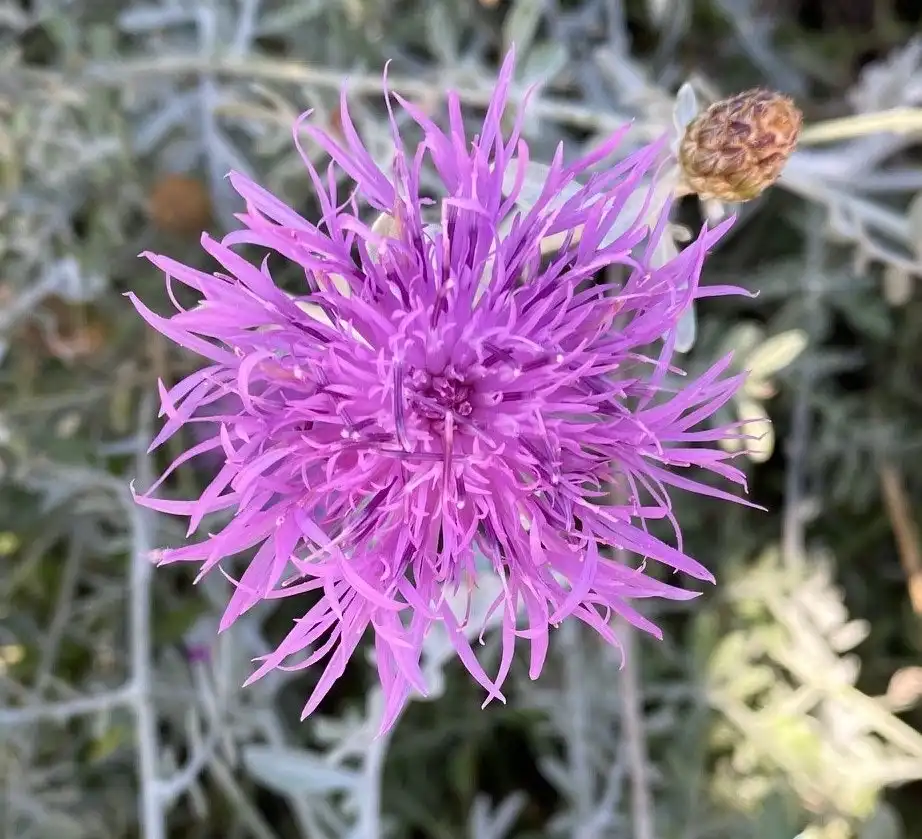 Dusty Miller Bush, drought & frost hardy, live plant