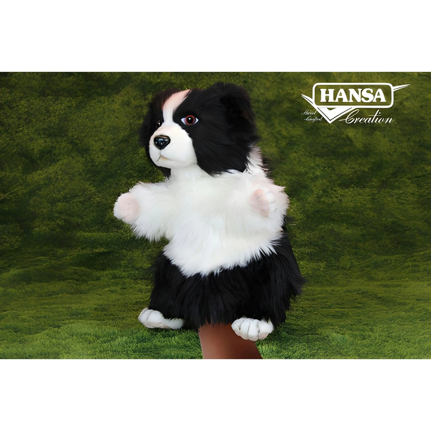 Hansa - Puppet Border Collie