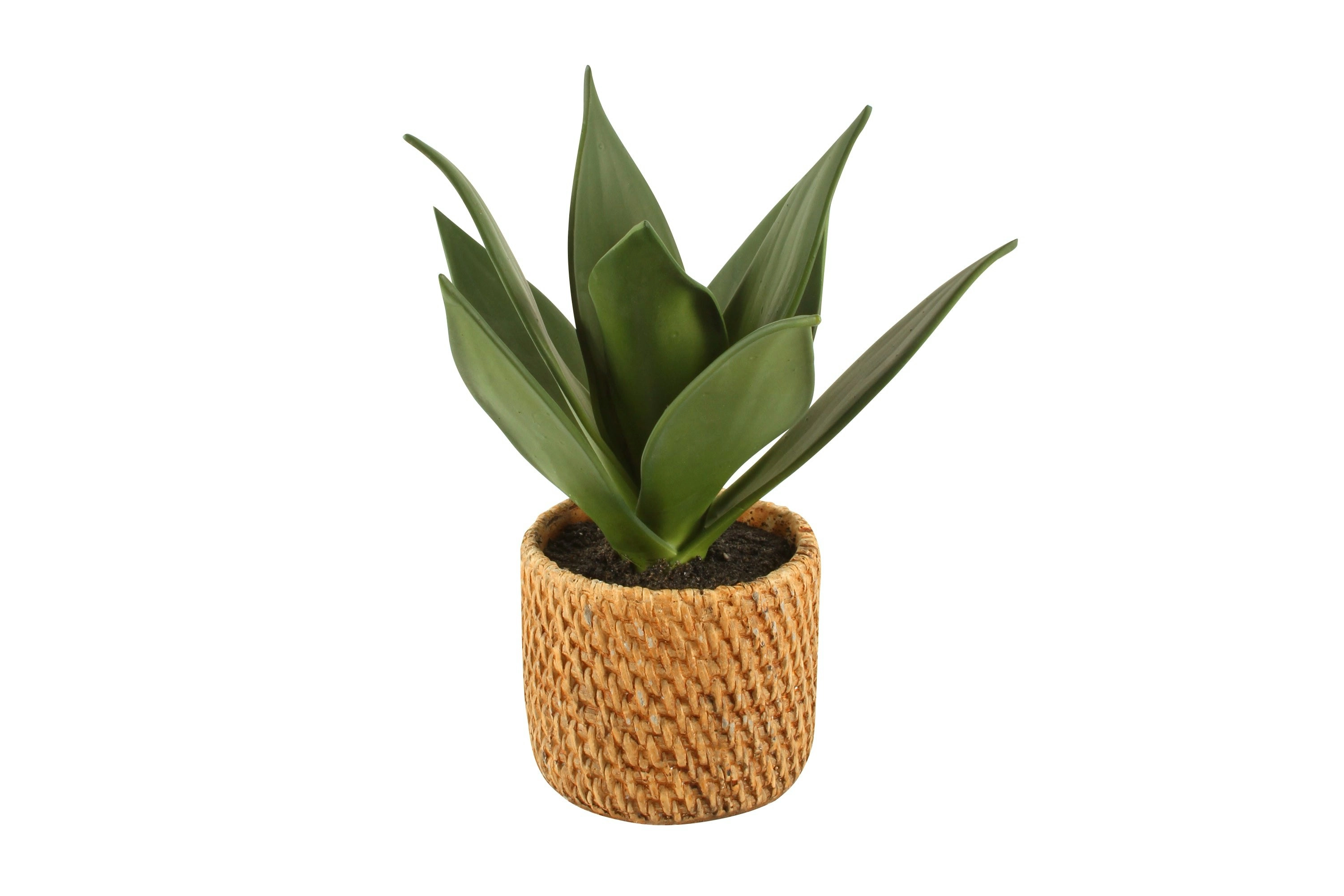 Aloe In Ceramic Weave Pot 25 x 10 cm