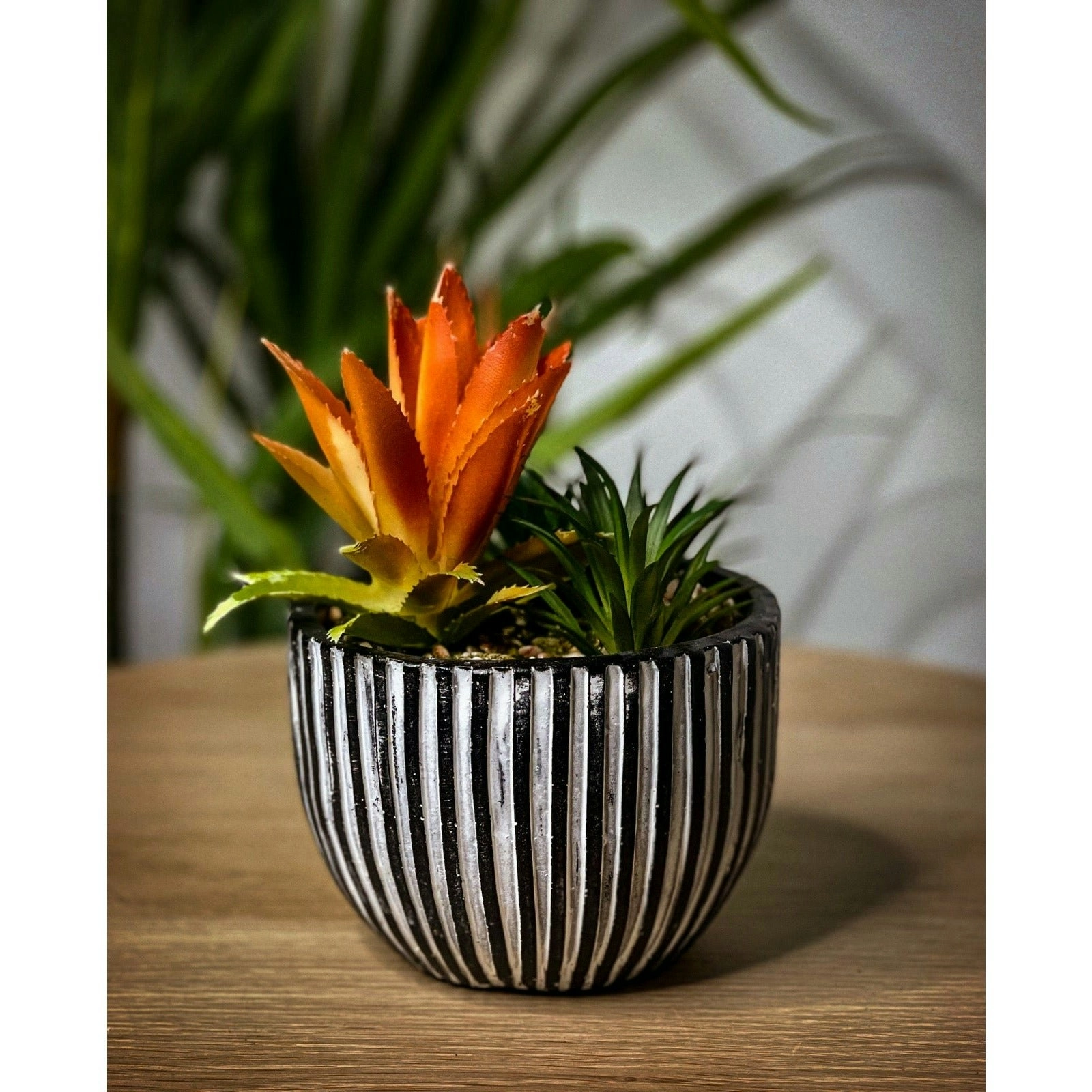 Ceramic Round Pot with Succulents Black and Grey